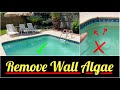 ✅How to Remove Stubborn Algae from Pool Wall | Best Pool Algaecide and Pool Algae Brush