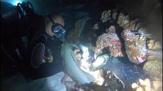 Voyage Highlight: Fakarava Grouper Spawning 2023