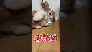 地震の時のうさぎには要注意 #うさぎ #うさぎのいる暮らし #ミニウサギ #bunny#shorts