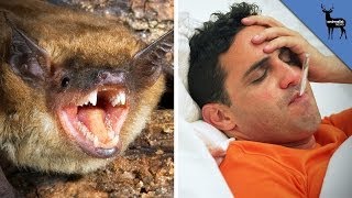 How Do Bats Spread Disease Without Getting Sick?