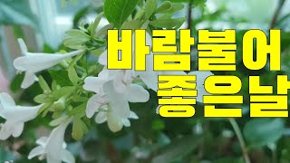 [환희사랑VLOG]바람불어 좋은날 /알로카시아/다육이/보스턴고사리/란타나/꽃댕강/배풍등(주부TV)베란다정원