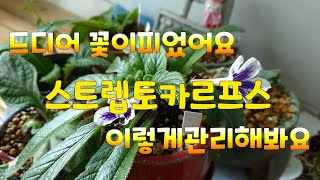 여름스트렙토카르푸스(스카프) 잘키우기               이런방법으로 잘지켰어요