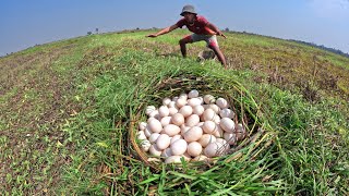 WOW WOW amazing - a lot of duck eggs in grass at rice field pick a lot of by hand a farmer