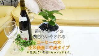 コーヒーの木 5号 ホワイト陶器鉢 丸ロング+ 陶器製の鉢皿付き