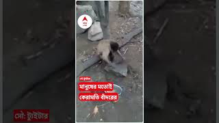 মন দিয়ে ছুরি ধার দিচ্ছে বাঁদর, ভিডিও দেখেঅবাক নেটিজেনরা