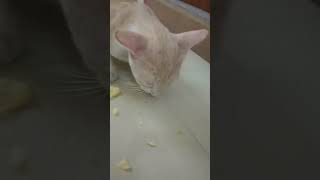 நான் சாப்பிட்டு தூங்க போறேன்  நீங்க  #trendingshorts#trending  #catlovers #catvideos #simran