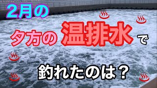 2月の夕方の温排水で釣れたのは？知多半島