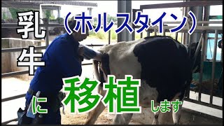 黒毛和牛の採卵　④　移植編