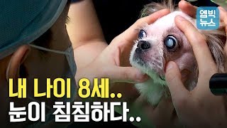 나보다 늙어버린 우리 집 강아지ㅠㅠ 좀 더 오래 함께할 수 있는 방법은?