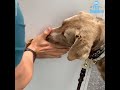 Veterinarian uses creative method to give dog shots l GMA