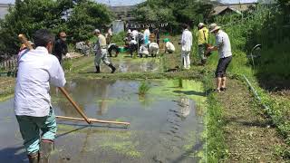 御田植祭