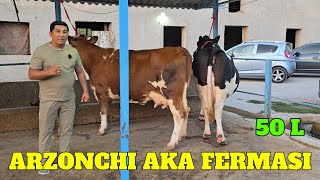 ARZONCHI AKA GIGANT SIGIRLARI SOTUVDA ☎️991064444 ☎️974120909 ☎️991054707