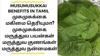 Musumusukkai benefits in tamil / Musumusukkai Keerai / முசுமுசுக்கை மூலிகை