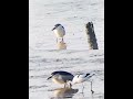 这真是视频，不是图片！ this is a video not a photo 🐦😂 观鸟 夜鹭 静止艺术 birdwatching nightheron