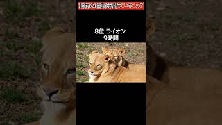 【ランキング２０】動物の睡眠時間＃動物＃睡眠＃ランキング＃shorts