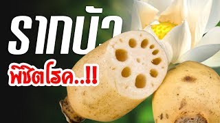 รากบัว...พิชิตโรค..!!  เผยสูตรทำน้ำรากบัวแสนง่าย สุดยอดสมุนไพร| Nava DIY