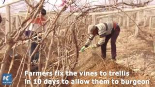 Xinjiang farmers \