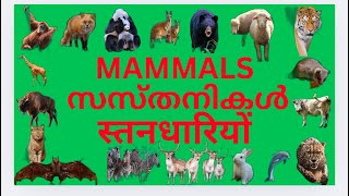 Mamals names for kids |Mamals |संथारियों |സസ്തനികൾ |Kid’s learning | childerns education