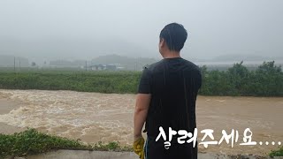 축산업 20년만의 최악의 장마..물난리...그 처참한순간...이제 어쩌죠.......하.....