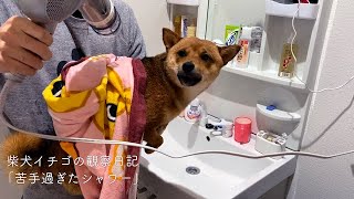 やはり苦手なシャワーに困り顔な柴犬イチゴ