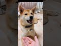 おやつが欲しくて｢たべるぅ｣と返事をする柴犬　 柴犬 shiba