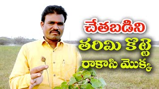 చేతబడిని తరిమి కొట్టే రాకాసి మొక్కలు || Chethabadi Tharimikotte Rakasi Mokka Telugu video