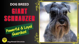 GIANT SCHNAUZER
