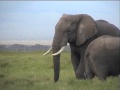 Elephants in Amboseli, Kenya & Cynthia Moss