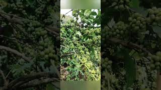 🔴 Beautiful Coorg coffee plantation/Robusta#nature#coffee   #shortvideo #youtubeshorts