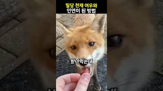 밀당 천재 여우와 친해진 방법