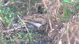 オオジシギ幼羽110816茨城県