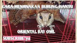 Cara Jitu Dan Cepat Menjinakan Burung Hantu Yang Galak Way Tame Owls