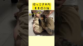 ダイソーの人気猫おもちゃで適当に遊ぶ猫。笑 #shorts #猫のいる暮らし #保護猫 #cat #daiso