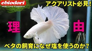 【アクアリウム塩浴】ベタの飼育になぜ塩を使うのか？解説