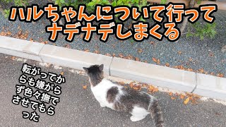 ハルちゃんについて行ってナデナデしまくる