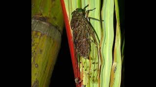 Empress Cicada (Megapomponia imperatoria) (Main call)