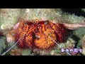 媽媽島（媽拉帕斯瓜島）潛水 Diving in Malapascua Island