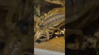 SCORPION drinking WATER DROPLETS! #exotic #pets #venomous #scorpion #arachnid #animalshorts #shorts