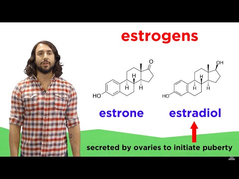 Is the site of lipid and steroid synthesis?