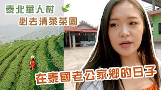 泰國公路旅行 Ep.6 | 在泰國老公家鄉的日子 泰北華人村美食  必去清萊茶園 🍃🍵 Chiang Rai, Thailand Vlog | Mc on the Go