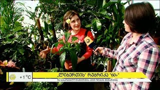 ოთახის მცენარეების სასარგებლო დანიშნულება