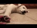 eng 미국 사는 진돗개 일상 잠자는 강아지 강아지 힐링 영상 잠꼬대 하는 강아지 korean jindo dog vlog sleeping puppy