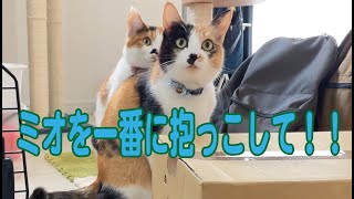 【新年】猫は嫉妬します。旦那に抱っこしてほしくて努力した猫がこちら。