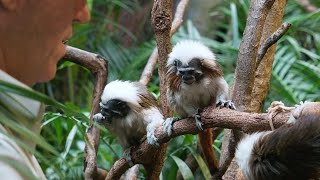 Cotton-top Tamarin Keeper Talk at Taronga Zoo Sydney