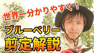 【ブルーベリー】植替え時に行う強剪定を、詳しく解説します。