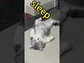 把你家猫咪睡觉的照片发评论区里给我看看 cat funnycat cutekitty pet mycat cutecat kitty