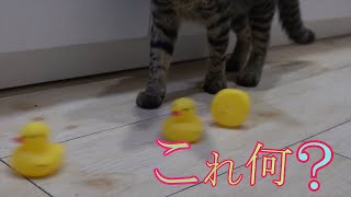 これなにねこ？ #shorts