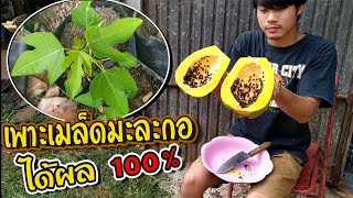 วิธีเพาะเมล็ดมะละกอจากผลที่กินไป งอกแน่นอน 100% [ Green Earth ]