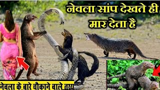 नेवला के बारे में संपूर्ण जानकारी || Complete information about mongoose in Hindi