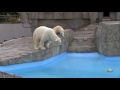 polar bears in rain ララのプールインを待つリラ ホッキョクグマ親子